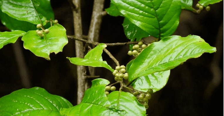 Herbe ayurvédique Vidanga - un outil puissant contre les parasites dans l'intestin
